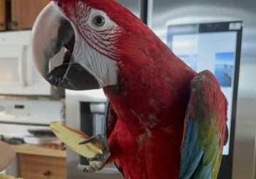1 year old male macaw