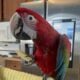 1 year old male macaw