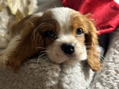 King Charles Cavalier