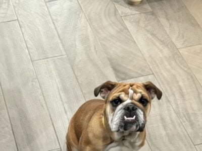 Akc registered english bull dog