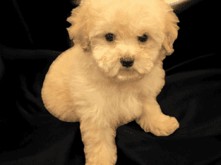 Poodle puppies