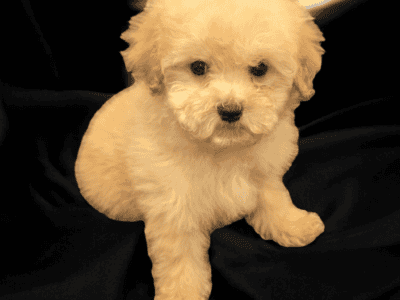 Poodle puppies