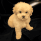 Poodle puppies
