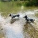 Free to Good Home Female Texas Heeler Puppies