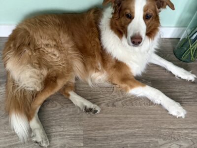 Large Red/White Border Collie