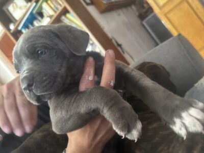 Cane Corso Puppies