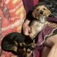 Chorkypoo puppies for Rehoming