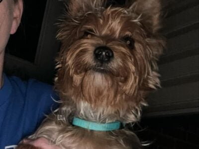 Full blood male yorkie
