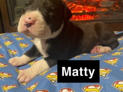 Great Dane Puppies