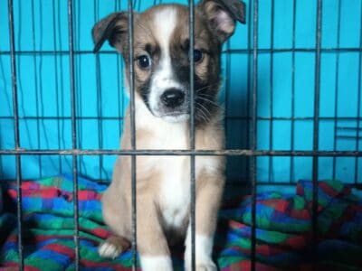 Puppies available. Anatolian Shepherd/Hound mix