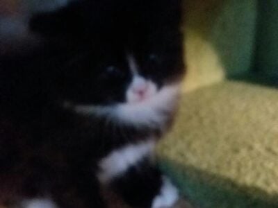 Black/White female kitten