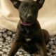 7 Malinois Puppies for Sale