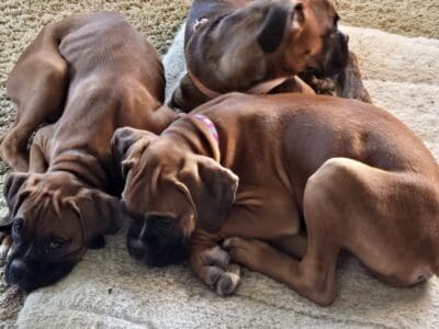 Boxer puppies