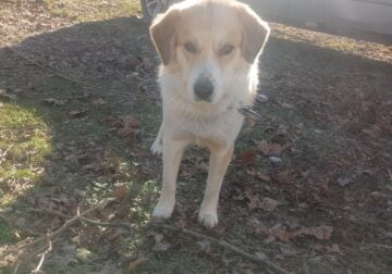 Beagle Elkhound mix