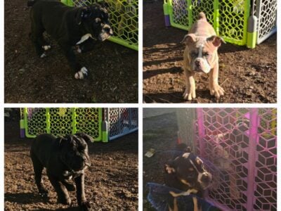Olde English Bulldogge puppies