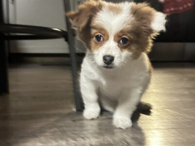 Puppys