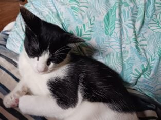 Help me find a forever home for Colin