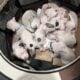 AMERICAN BULLDOG PUPPIES