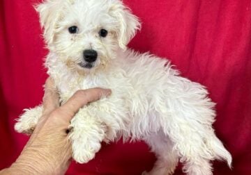 Bichon Frise