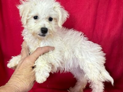 Bichon Frise