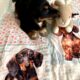 CKC Black & White Tri Dachshund SLASHER