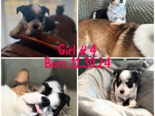 Abby Girl # 4