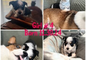 Abby Girl # 4