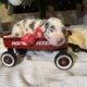 Male Blue Harlequin Great Dane