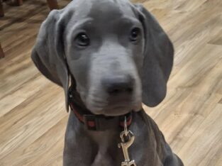 Weimaraner pups for sale