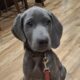 Weimaraner pups for sale