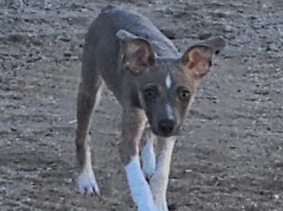 Rat Terrier Puppy
