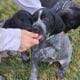 AKC German Shorthaired Pointer Pups