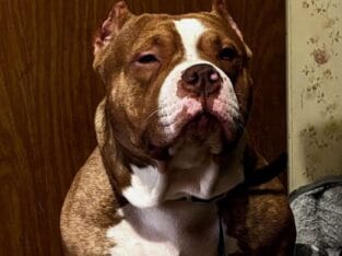 Stud pure bread standard bully excellent build