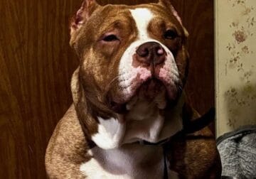 Stud pure bread standard bully excellent build