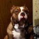 Stud pure bread standard bully excellent build