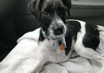 Senior Terrier mix
