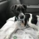 Senior Terrier mix