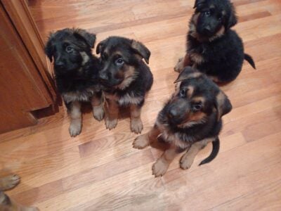 Akc german shepherd puppies