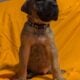 English Mastiff Puppies