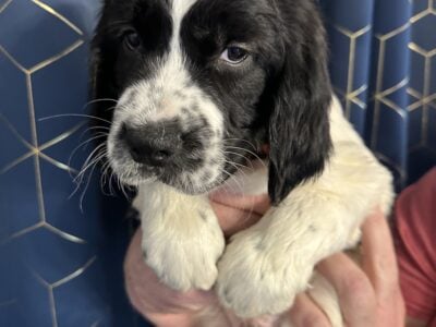 English Springer Spaniel Puppies