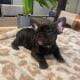AKC Lilac Merle & Brindle French Bull Dog Puppies
