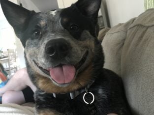 Blue heeler