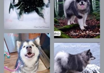 2 Upcoming Alaskan Malamute Litters