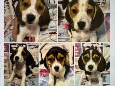 Beagles puppies