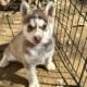 SIBERIAN HUSKIES READY TO HOME NOW ONLY 5 LEFT
