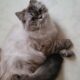 Persias cat