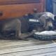 Blue Great Dane