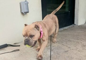 Male Pocky Bully for Adoption