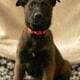 7 Malinois Puppies for Sale