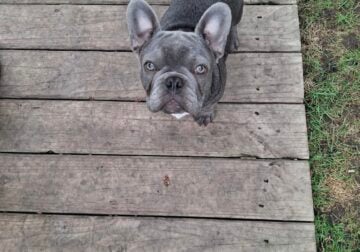 Frenchies for sale
